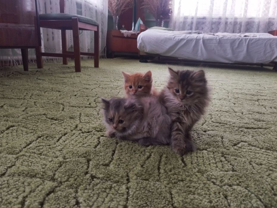 Віддам кошеня в добрі руки!