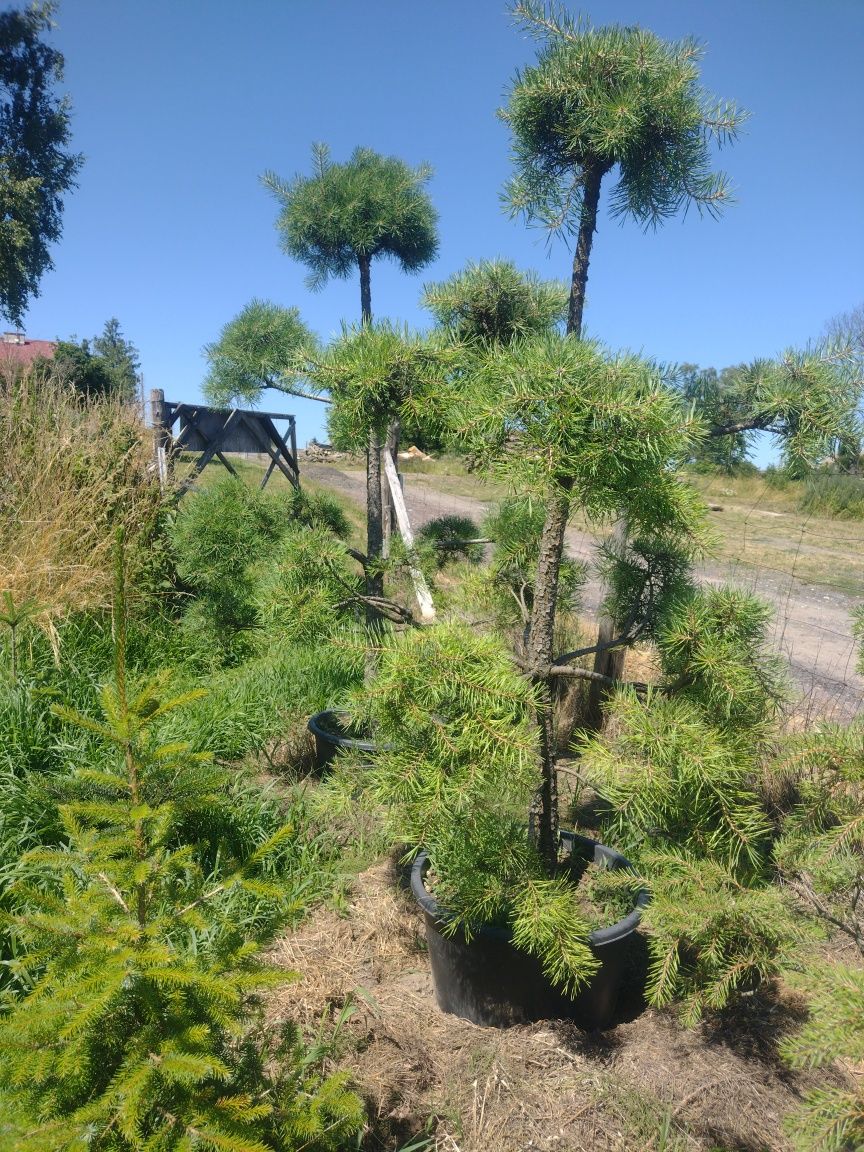 BONSAI w donicy do ogrodu sosna czarna Pinus Nigra, Pinus Sylvestris