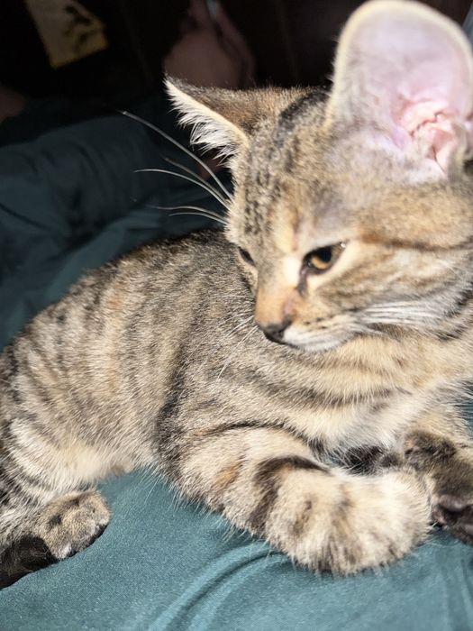 Oddam kotkę w bardzo dobre ręce