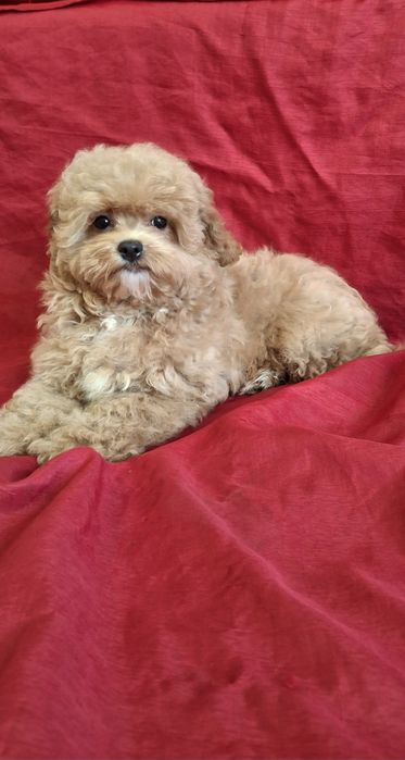 Гарнюній малюк ф1