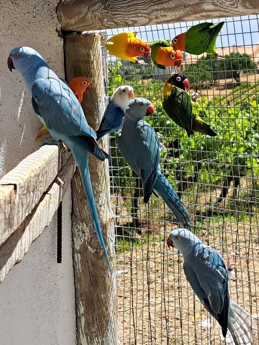 Ring necks   azuis  casal  disponíveis  aves 2023