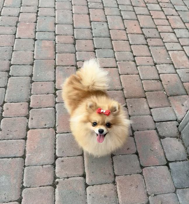 Померанська зіронька