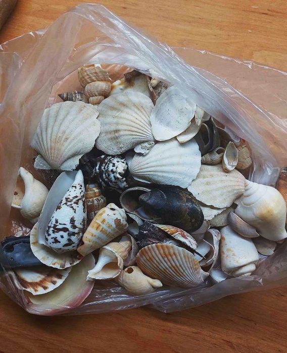 Muszle różne rodzaje zestaw