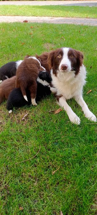 Border collie -piesek