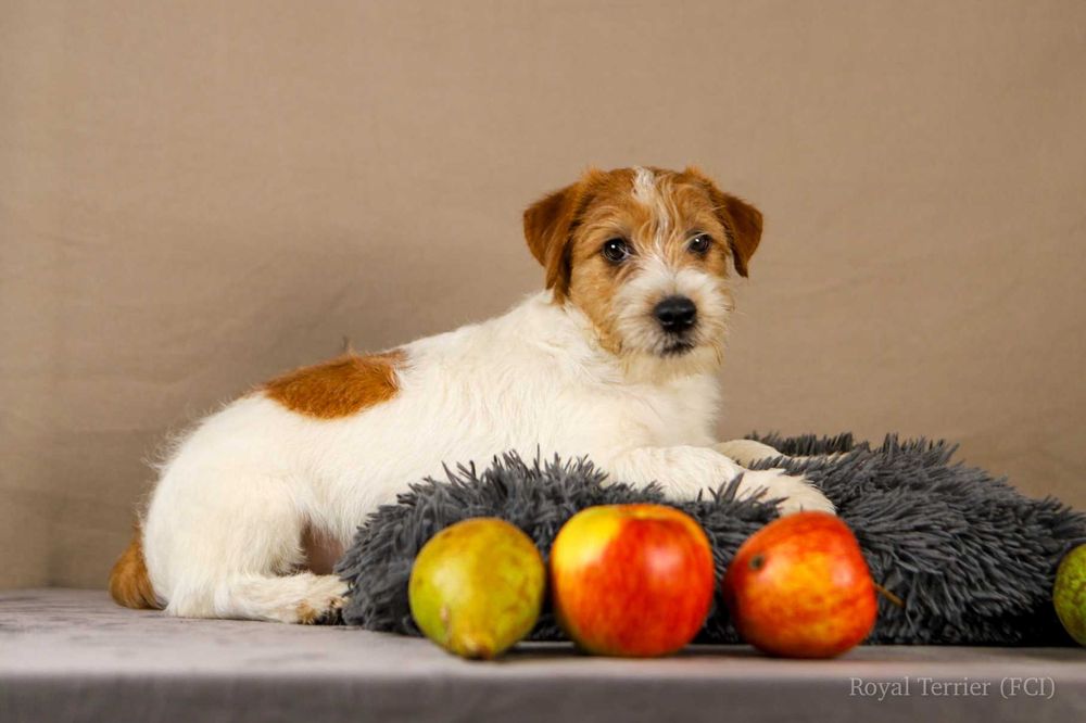 piesek Jack Russell terrier ZKWP/FCI szorstkowłosy