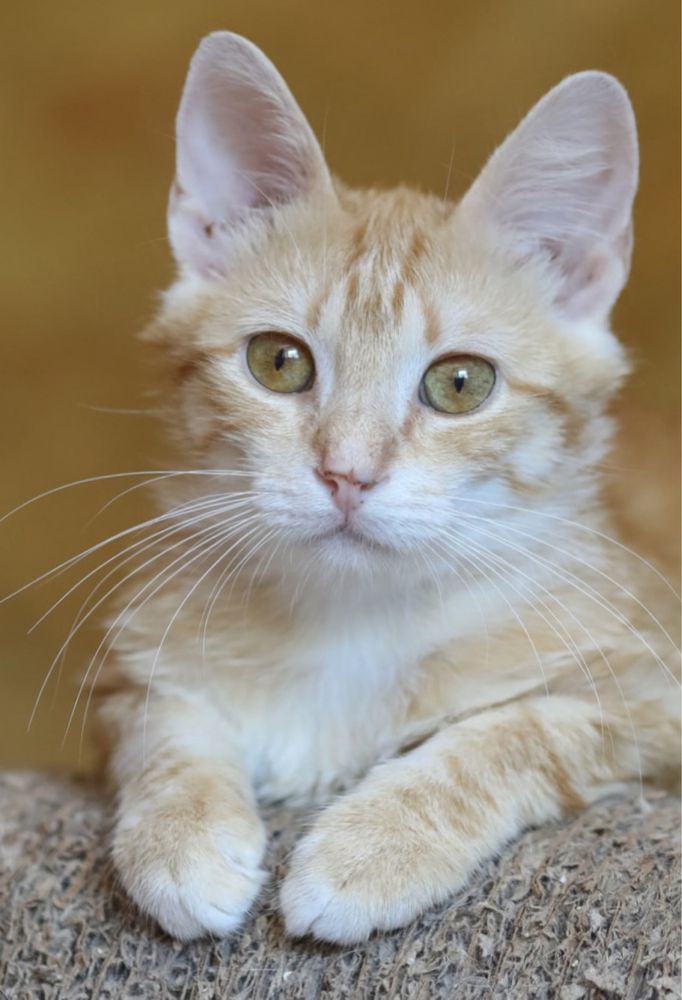 Бибер 1 год, котенок, малышонок, мелкий игрун