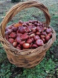 castanhas de qualidade