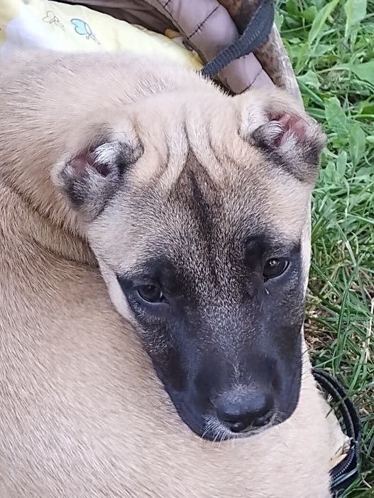 Кавказька вівчарка,степова