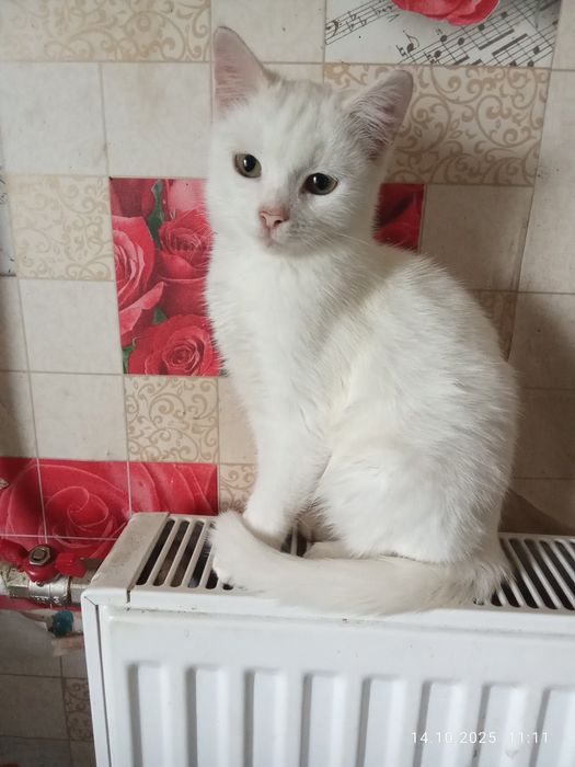 Кошеня, біла кішечка Сніжинка