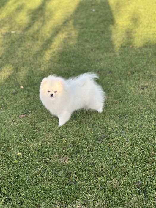 Szpic miniaturowy pomeranian