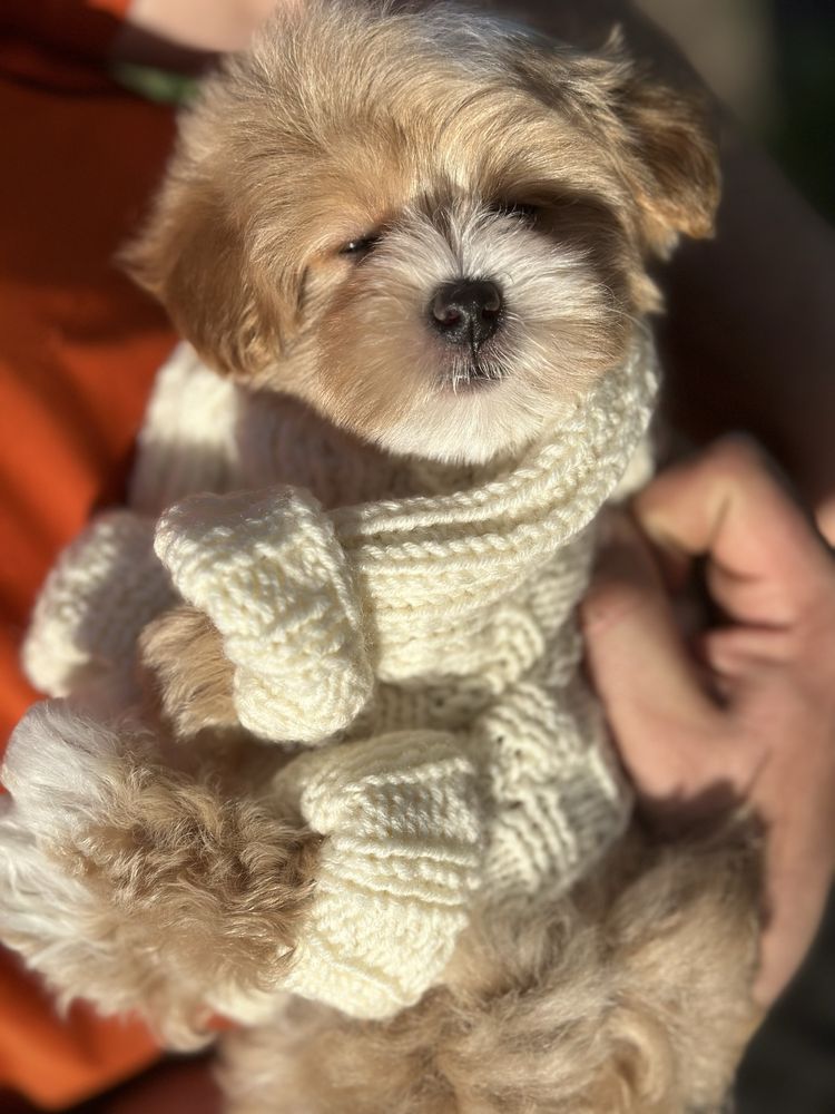 Мальтипу/Maltipoo boy