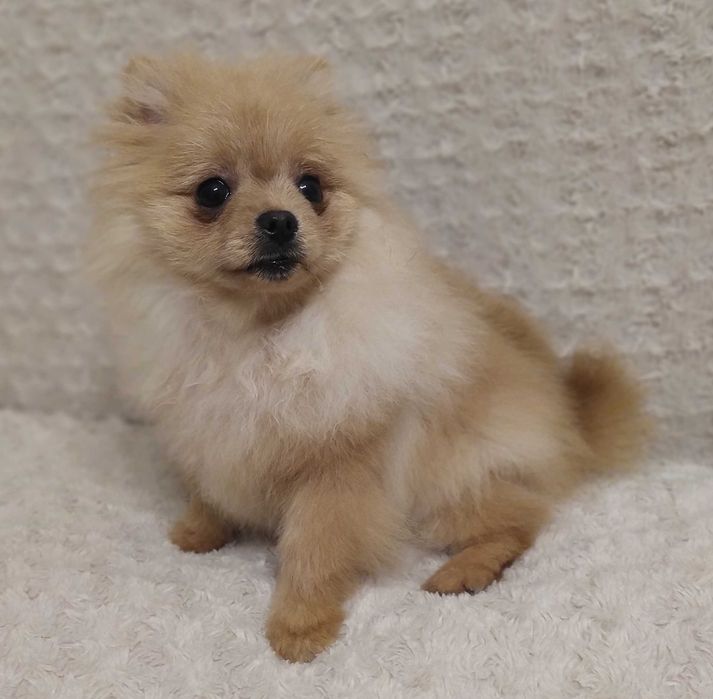 Szpic Miniaturowy (Pomeranian) - piękny piesek
