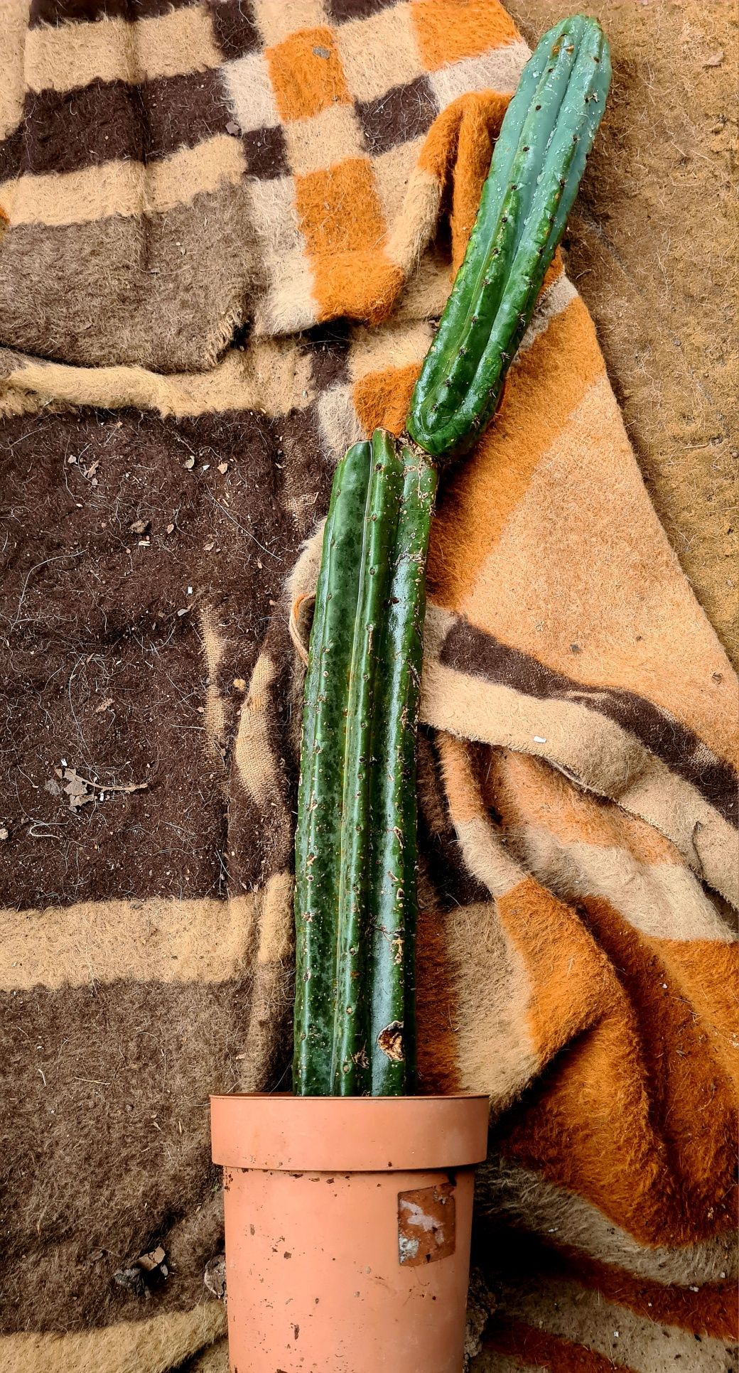 Cactos Decorativas