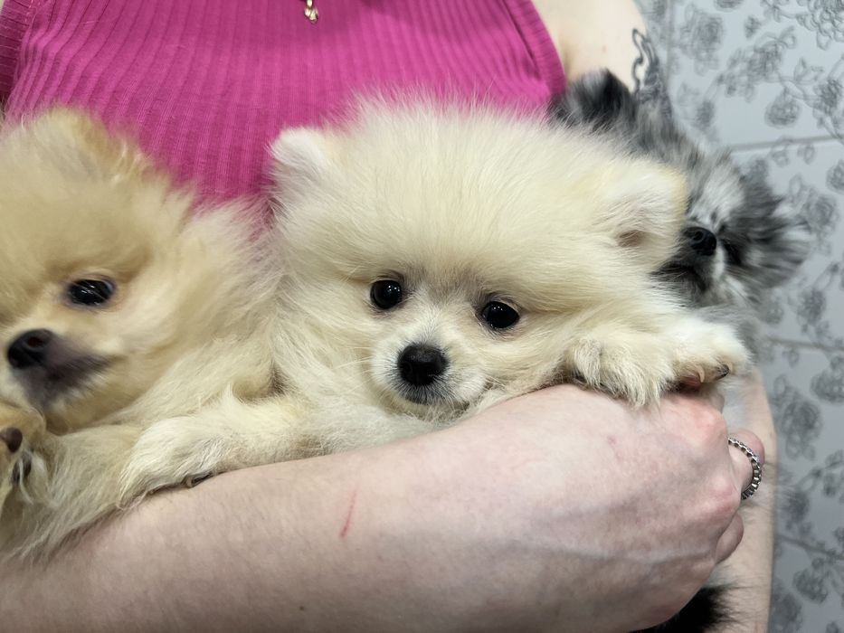 Померанские шпицы мальчики и девочки, крем, персик и мерле