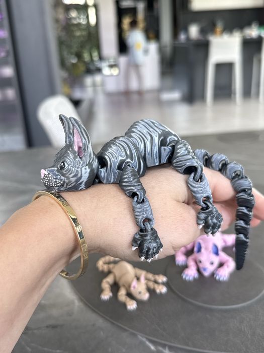 Grafitowy kot sfinks – wyjątkowy, pełen charakteru