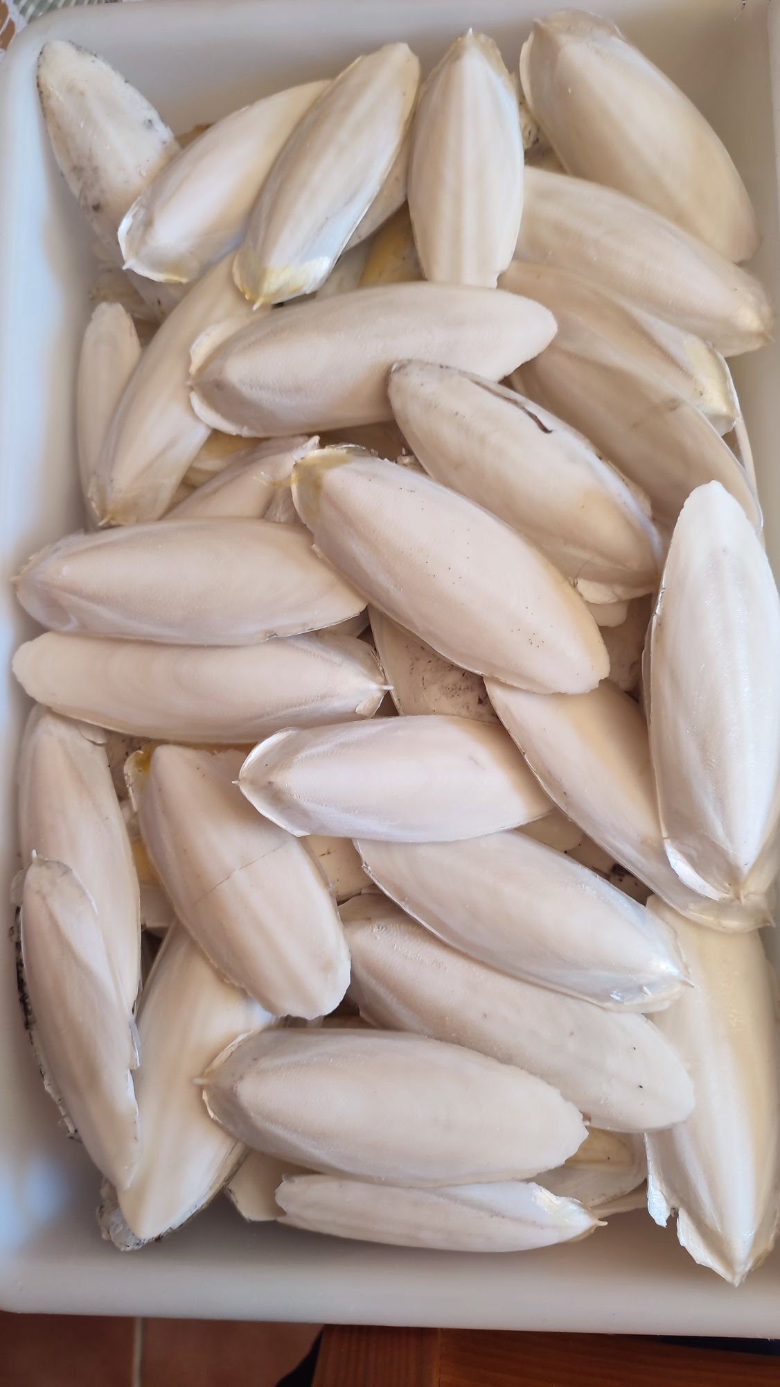 Cascas de chocos