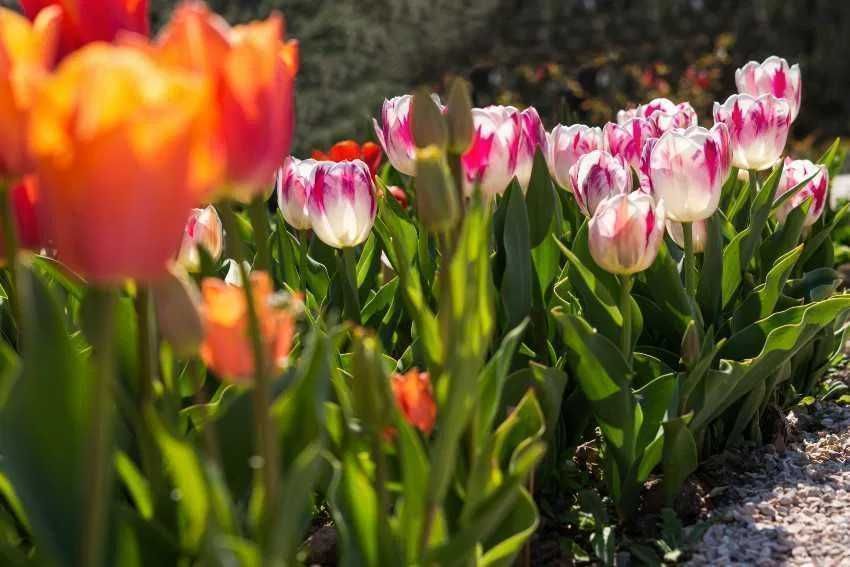 Tulipan POLSKI mieszanka 25 szt. Cebulki Tulipana Tulipanów Tulipany