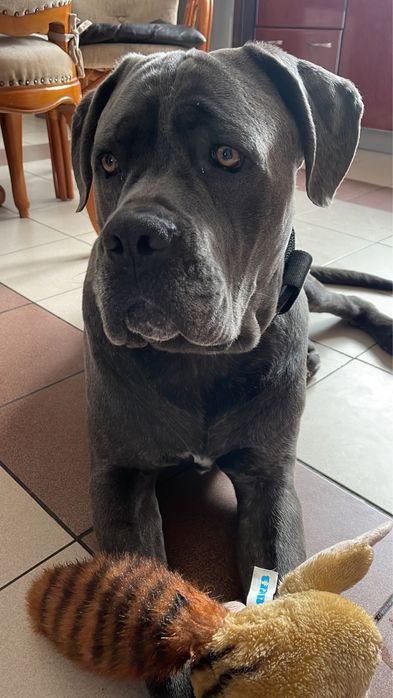 Вязка  злучка коне корсо голубий окрас   гарна родословна