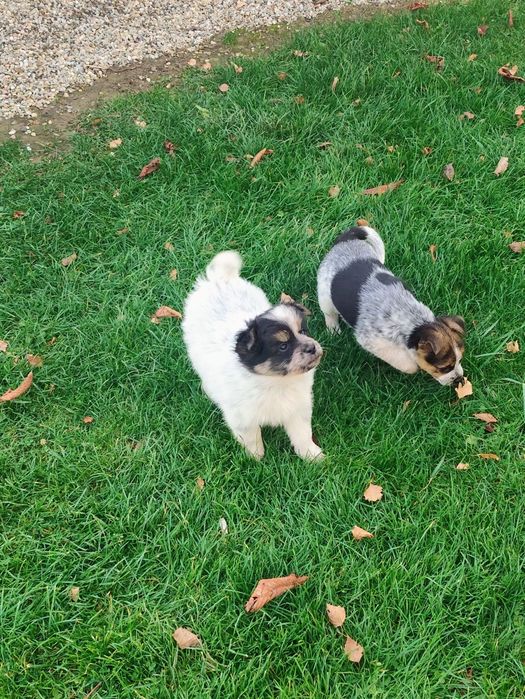 Oddam za darmo 2 małe szczeniaki