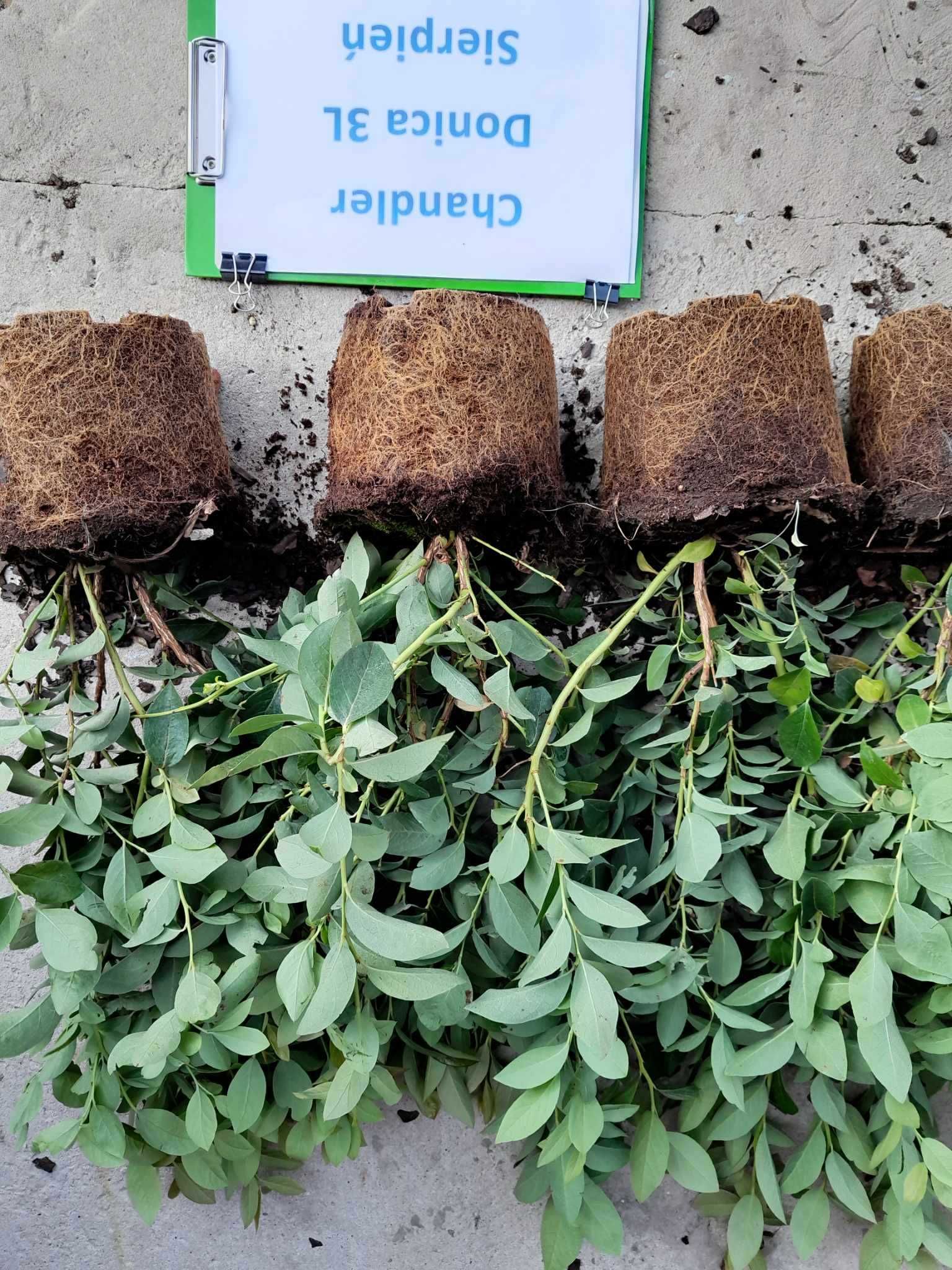 .1. Borówka  Amerykańska CHANDLER 3 lata donica 3 litry