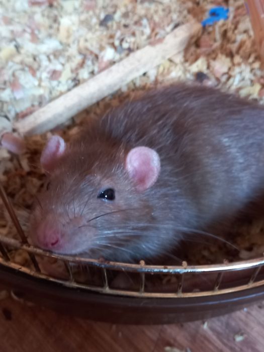 Декоративная крыса Жорик