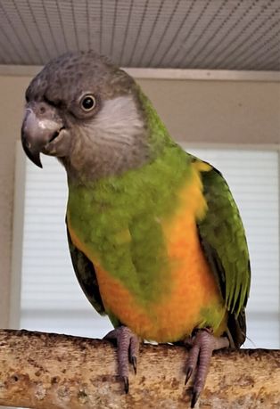 2017 год Самка Сенегальского попугая сенегал
