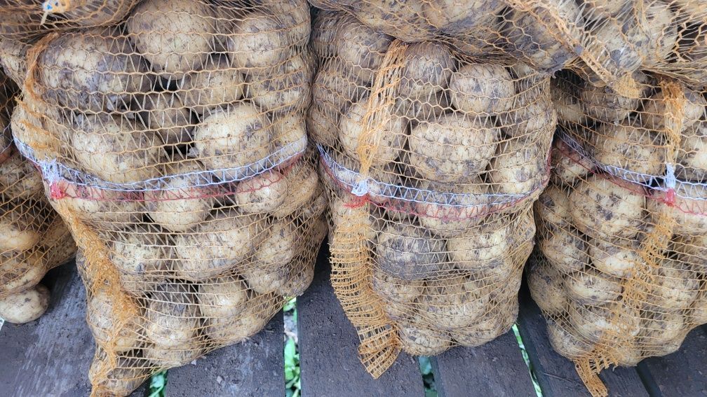 Polskie młode Ziemniaki i warzywa DLA CIEBIE i TWOJEJ gastronomi