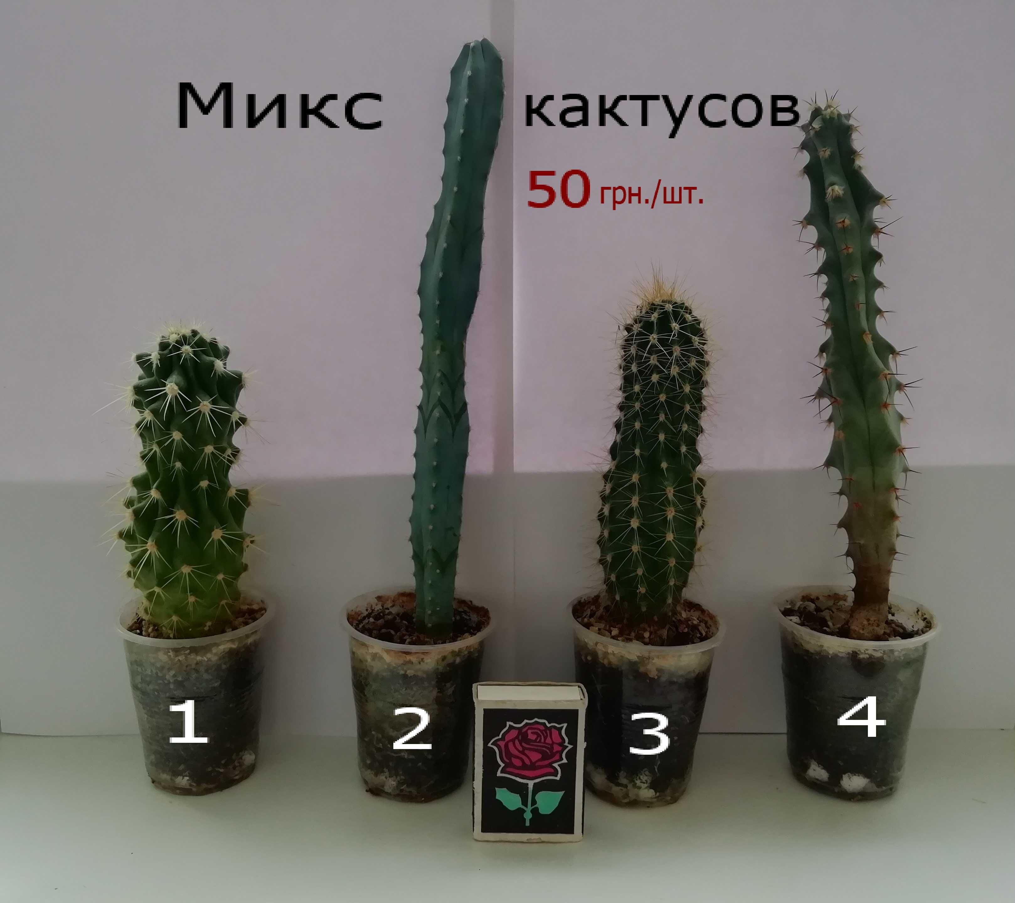 Кактусы (8 видов)