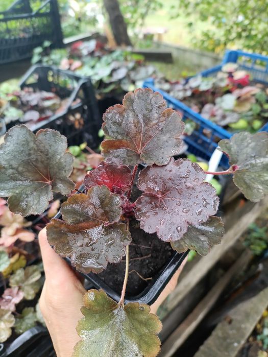 Гейхера. Саджанці. Декоративні рослини. Для тіні