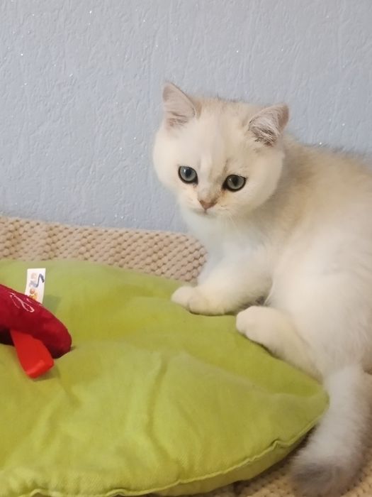 Шикарний котик чекає маму