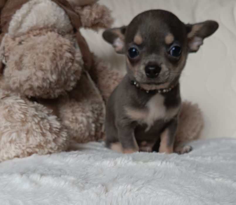 Chihuahua piesek blue
