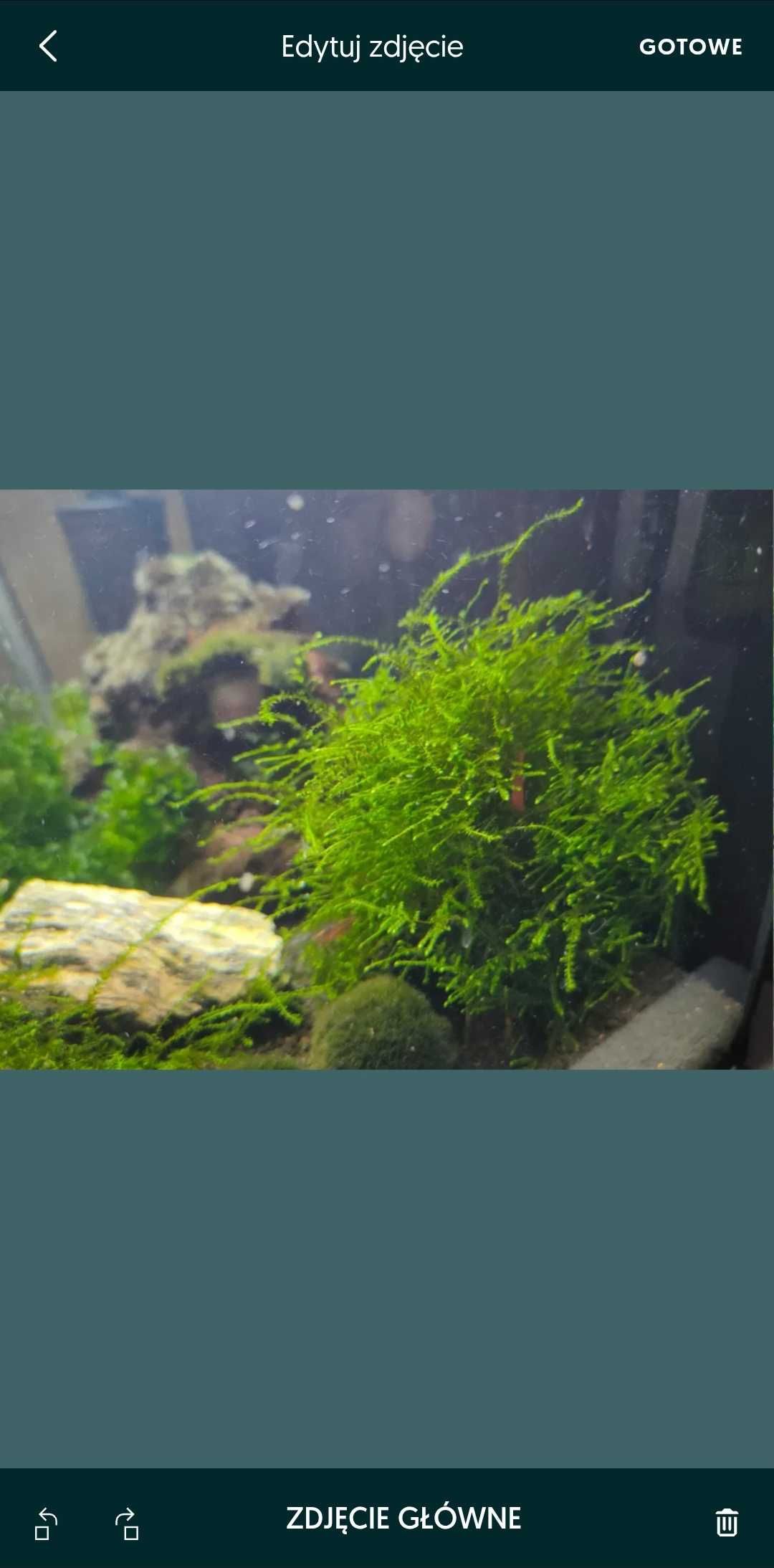 Mech java moss 30zl