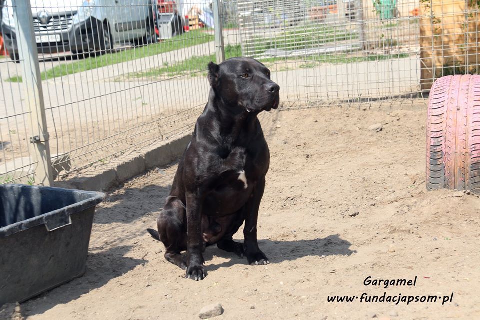 Gargamel - piesek w typie cane corso