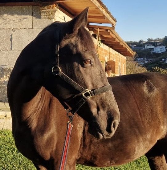 Puro Cavalo Lusitano