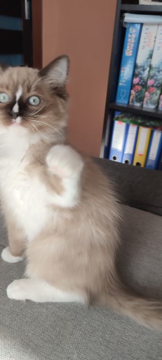 Ragdoll Cherubin Mink kotek rodowód  TICA