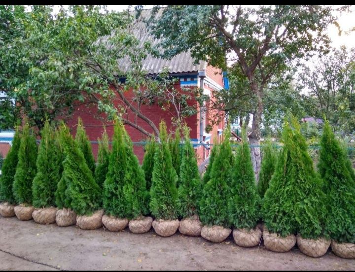 Смарагд Даника Ауреа Нана Блю Эрроу Самшит Глобоза Можжевель Вариегата