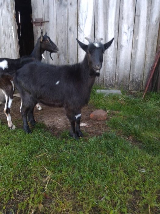 Продам молоду козу,альпійської породи.