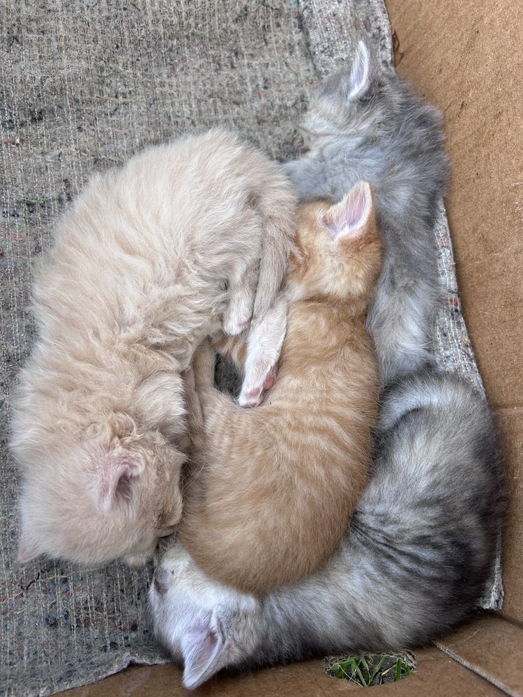 КОТИКИ, Чернівці та область