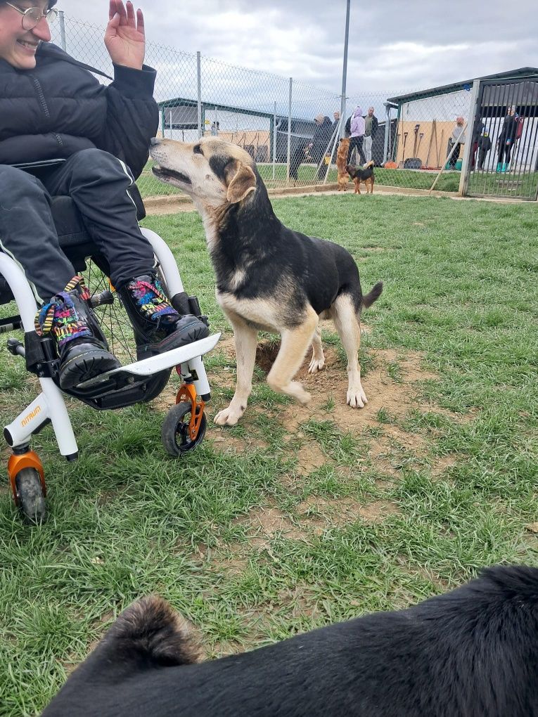 Piękny Irys poleca się do adopcji!