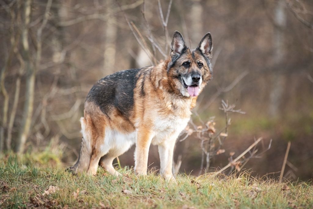 Lara w typie Owczarka niemieckiego do adopcji!