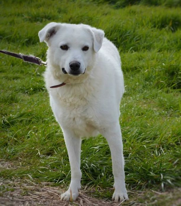 Goldenkowata Lisa czeka na dom w schronisku ADOPCJA