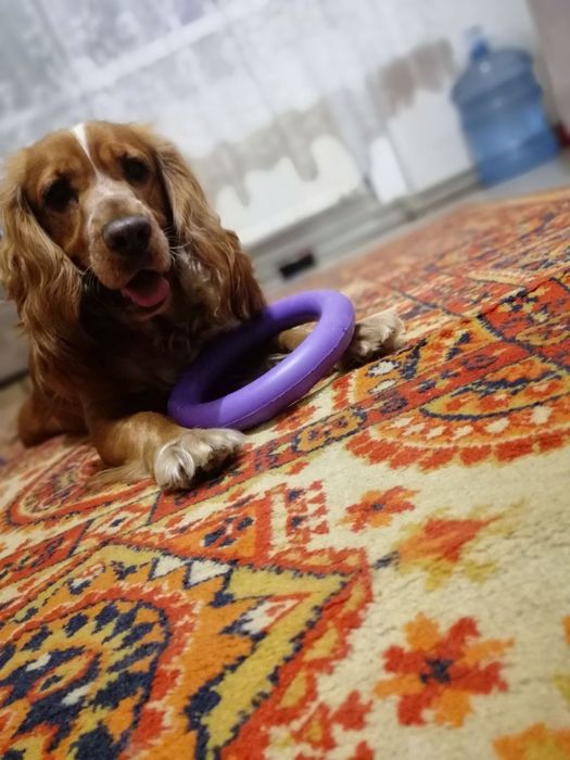 Класний потужний хлопчик спаніель