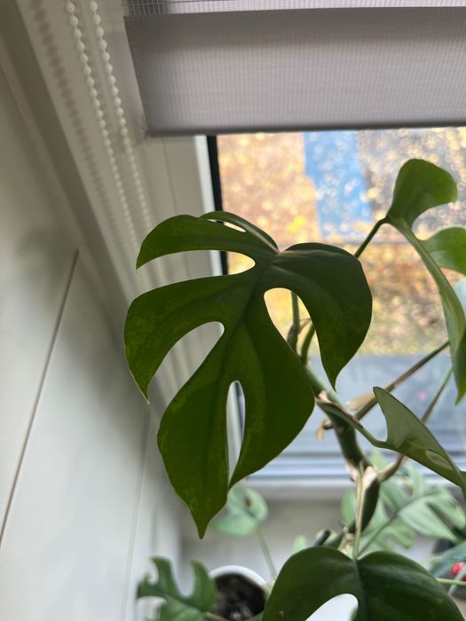 Rhaphidophora tetrasperma, Monstera 'Minima', filodendron 'Minima'