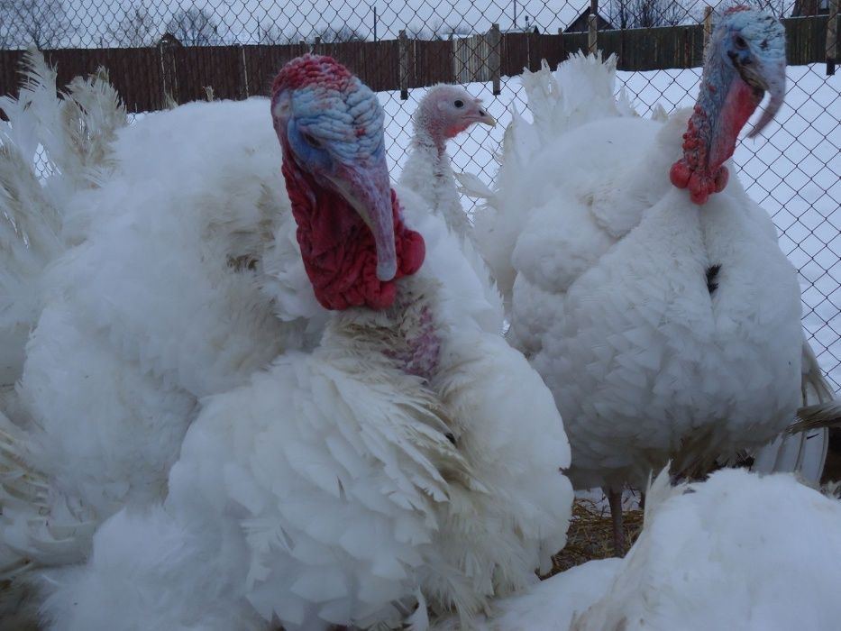 Суточные  индюшата Биг 6,Бют-8 белые широкогрудые тяжелого кросса.