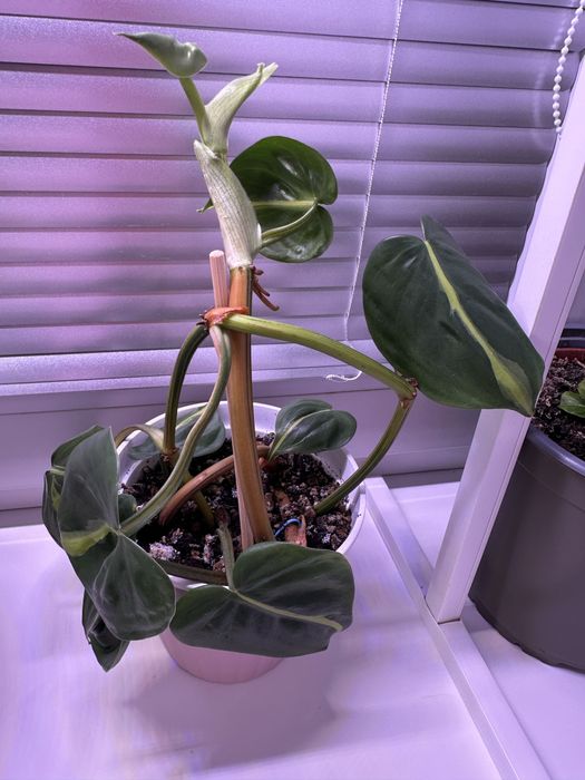 Филодендрон Бразил с горшком