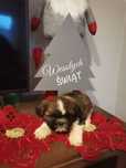 Shih tzu tricolor RODOWÓD chip wyprawka