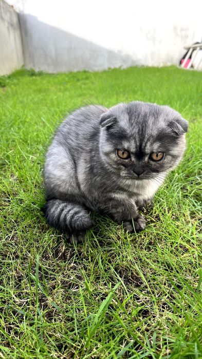 Gatinho "Scottish Fold"