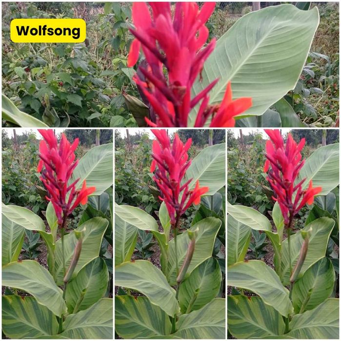 Sprzedam kłącza kann