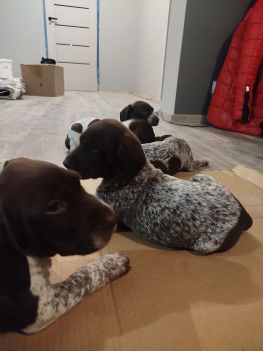 Wyżeł niemiecki krótkowłosy -suka