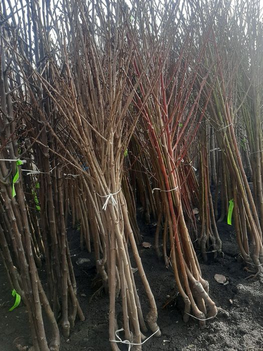 Саджанці плодових дерев / Саженцы плодовых деревьев / ОПТ та Роздріб